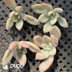 500pcs Graptoveria Opalina Variegated Cutting - Image 2