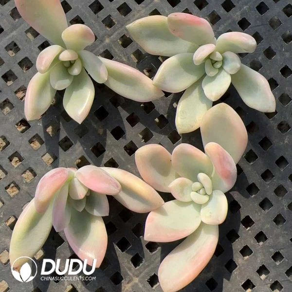 500pcs Graptoveria Opalina Variegated Cutting - Image 2
