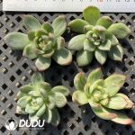 500pcs Echeveria Crystal Jenny Variegated Cutting - Image 2