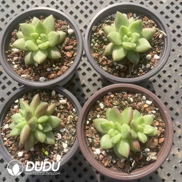 Pachyphytum Misty Bubbles - Image 2