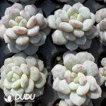 105pcs Echeveria Star Orange Monstrose Seedlings - Image 2