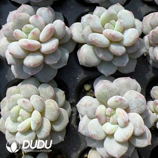 105pcs Echeveria Star Orange Monstrose Seedlings - Image 2