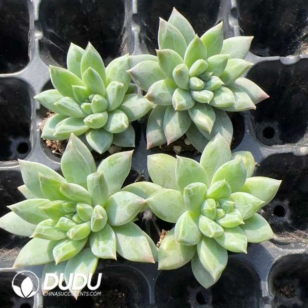 105pcs Pachyphytum Qinghua Porcelain Seedlings - Image 2