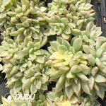 105pcs Echeveria Mebina Variegated Clustering Seedlings - Image 2