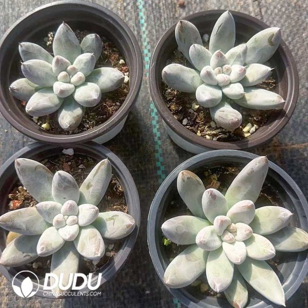 Pachyphytum Tolimanensis - Image 2