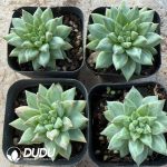 Pachyphytum Rain Fossil - Image 2