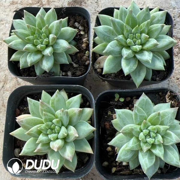 Pachyphytum Rain Fossil - Image 2