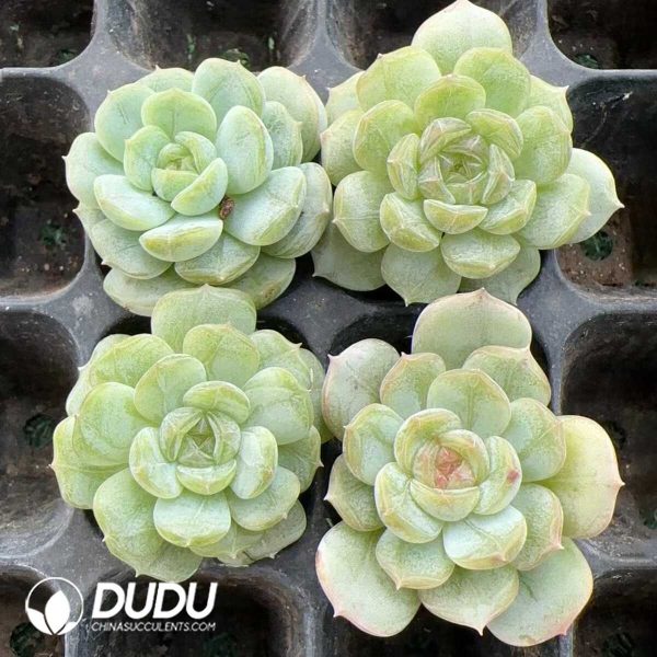 105pcs Echeveria White Lovers Seedlings - Image 2