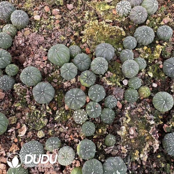 (Seed Grown)Astrophytum Asterias Seedlings 100 pcs - Image 2