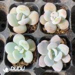 105pcs Echeveria Snow Lotus Seedlings - Image 2
