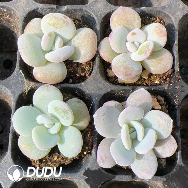 105pcs Echeveria Snow Lotus Seedlings - Image 2