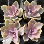 105pcs Echeveria Rainbow Seedlings - Image 2