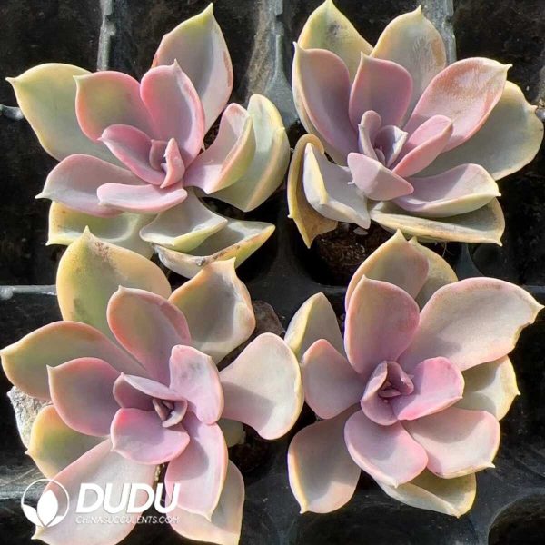 105pcs Echeveria Rainbow Seedlings - Image 2
