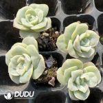 105pcs Echeveria Lovely Rose Seedlings - Image 2