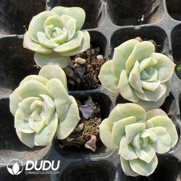 105pcs Echeveria Lovely Rose Seedlings - Image 2