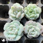 105pcs Echeveria Apparition Monstrose Seedlings - Image 2