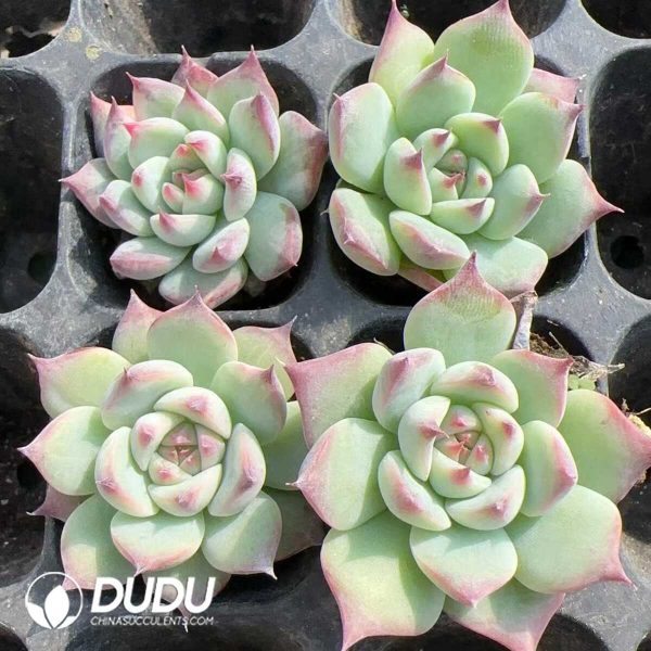 105Pcs Echeveria Chihuahuaensis Seedlings - Image 2