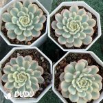 Echeveria minima Variegated - Image 2