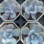 Echeveria Milk Tea - Image 2