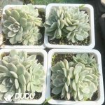 Echeveria Snowball Variegated  Clustering - Image 2
