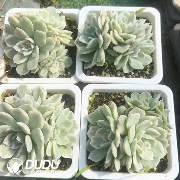 Echeveria Snowball Variegated  Clustering - Image 2