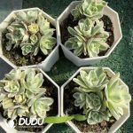 Aeonium Wine Glass Rose Variegated Clustering - Image 2