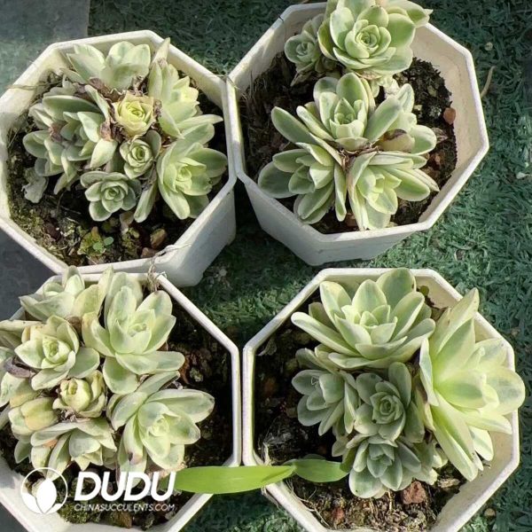 Aeonium Wine Glass Rose Variegated Clustering - Image 2