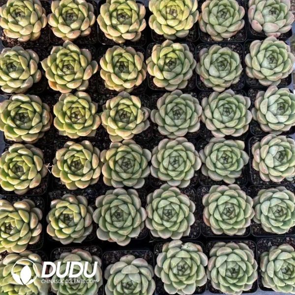 Echeveria Pierrea Jenny - Image 2