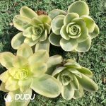 500Pcs Aeonium Wine Glass Rose Variegated Cutting - Image 2