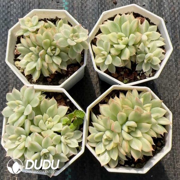 e202-131.jpg Echeveria Mebina Variegated Clustering - Image 2