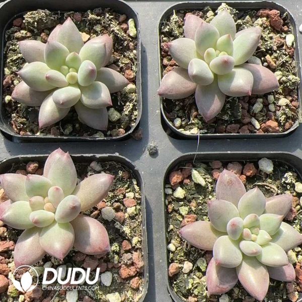 Pachyphytum Goldfish Princess - Image 2