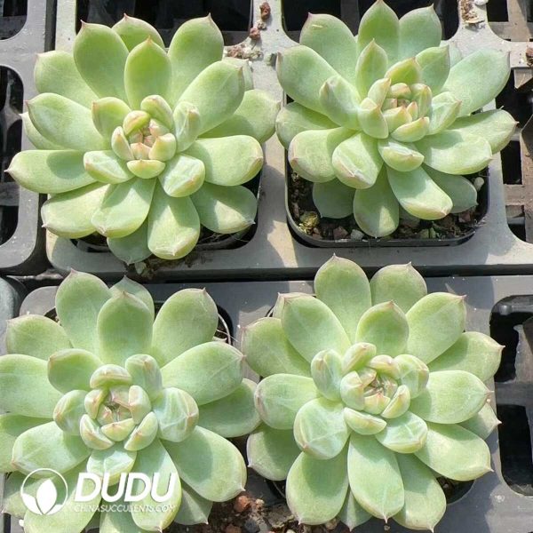 Echeveria Snowflake Jenny - Image 2