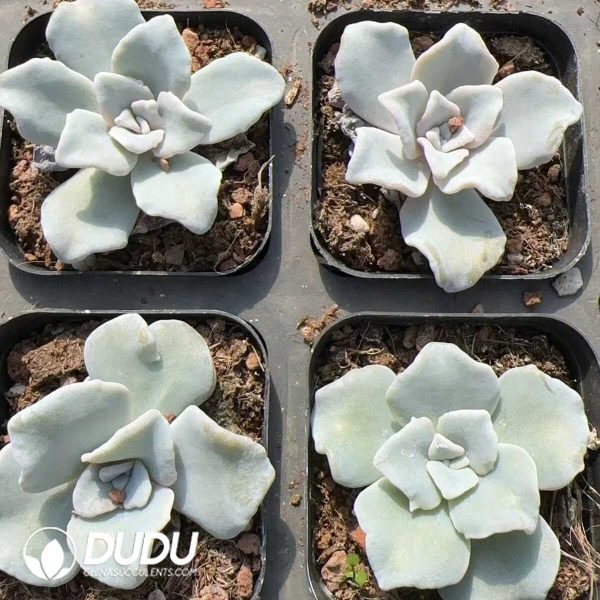 e202-134.jpg Echeveria White Madiba - Image 2