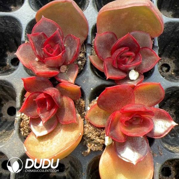 105Pcs Echeveria Red Light Seedlings - Image 2