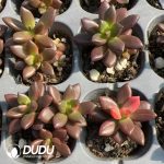 105Pcs Pachyphytum Black Beauty Seedlings - Image 2