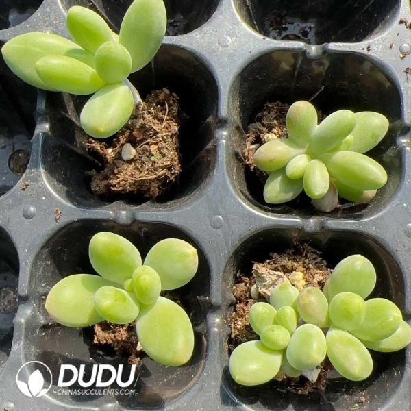 105Pcs Pachyphytum Mango Milk Seedlings - Image 2