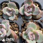 105Pcs Echeveria Black Jade Black Orange Seedlings - Image 2