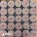 Echeveria Hongluan Short Leaves - Image 2