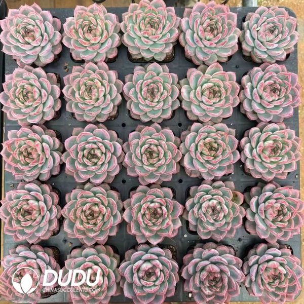 Echeveria Hongluan Short Leaves - Image 2