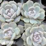 105Pcs Echeveria Hamburger Seedlings - Image 2