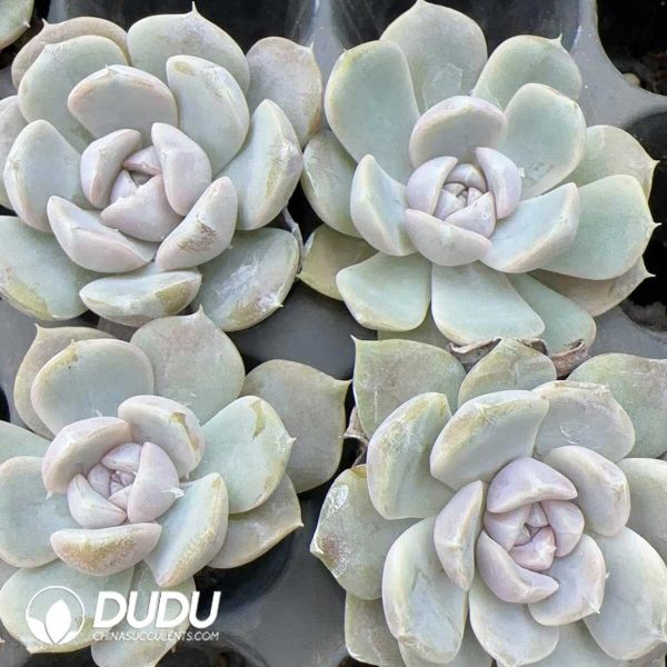 105Pcs Echeveria Hamburger Seedlings - Image 2