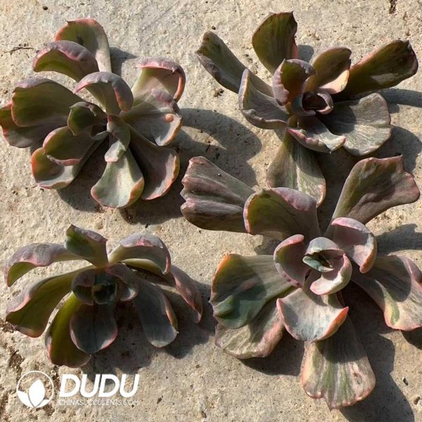 500Pcs Echeveria Rain Drops Variegated Cuttings - Image 2