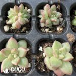 $0.48*500Pcs Pachyphytum Misty Bubbles Cuttings - Image 2