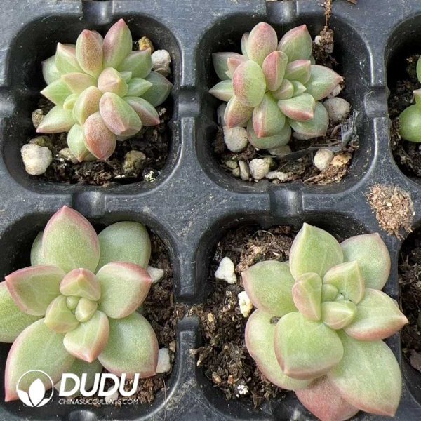 e202-142.jpg $0.48*500Pcs Pachyphytum Misty Bubbles Cuttings - Image 2