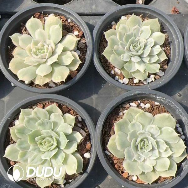 Echeveria Onslow Variegated - Image 2