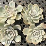 500Pcs Echeveria Onslow Variegated Cuttings - Image 2