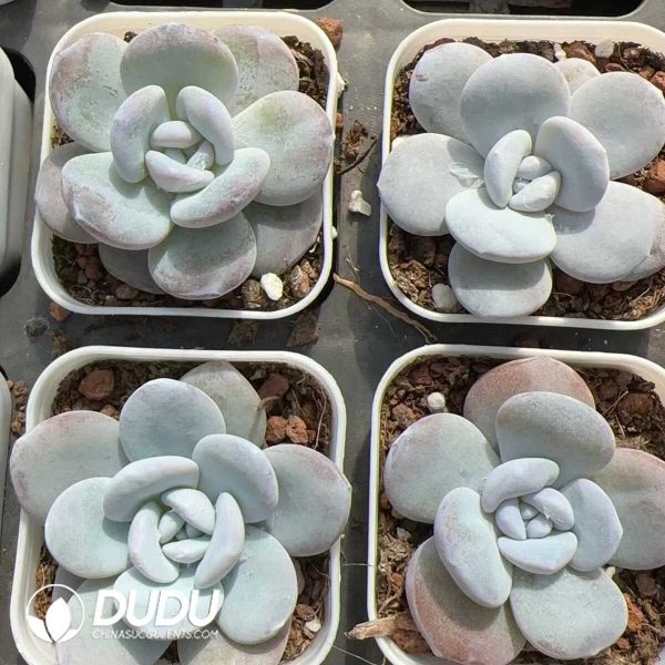 e202-145.jpg Echeveria laui - Image 2