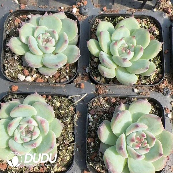 e202-146.jpg Echeveria chihuahuaensis - Image 2