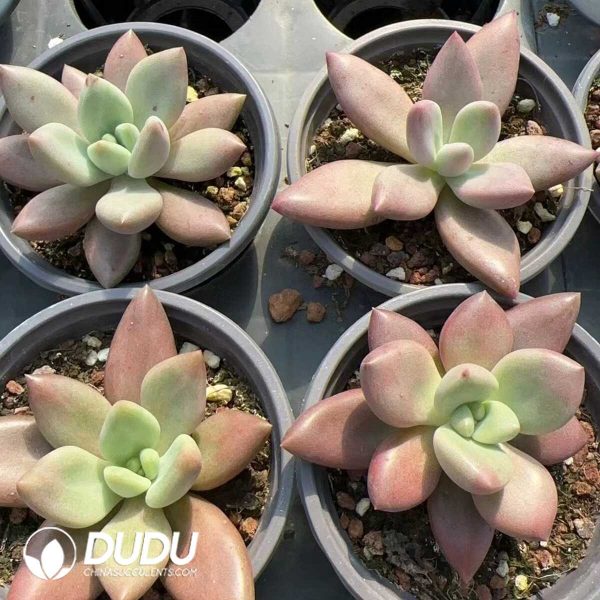 Echeveria Hephaestus - Image 2