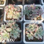 Echeveria Moon Goddess Variegated Clustering - Image 2